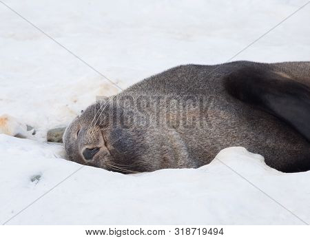 The Antarctic Fur Seal, Sometimes Called The Kerguelen Fur Seal, Also Known As Arctocephalus Gazella