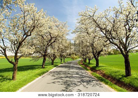 Road And Alley Of Flowering Cherry Trees In Latin Prunus Cerasus With Beautiful Sky. White Colored F