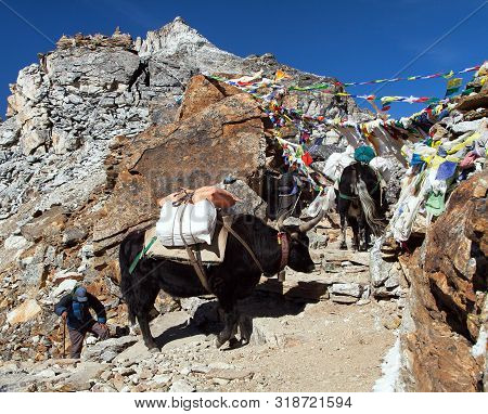Caravan Of Yaks In Renjo La Pass Near Mount Everest, Three Passes Trek, Khumbu Valley, Nepal Himalay