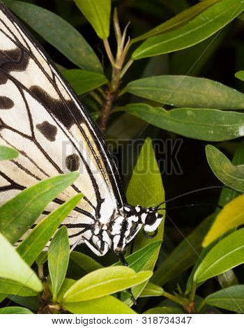 Wood Nymph Butterfly - Idea Leuconoe - On Green Branch