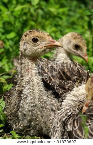 Un giovane Turchia in una fattoria, con sfondo sfocato