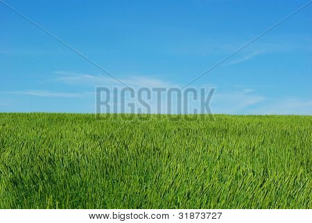 Campo di grano su un cielo di sfondo