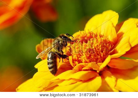 黄色的花朵上的蜜蜂