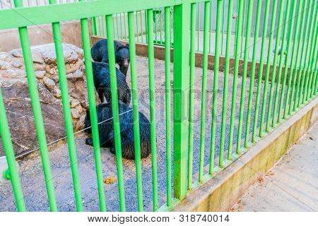 Asiatic Black Bears Next To Large Rock Structure In Cage At Local Zoo.