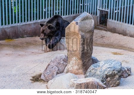 Large Adult Black Bear Resting Against Boulder In Cage At Local Zoo.