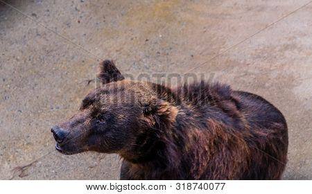 Low Angle Head Shot Of Adult Brown Bear With Blurred Concrete Background.
