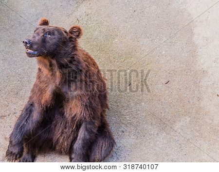 Adult Brown Bear In Cage Sitting Upright Looking Up At Something At Local Zoo.