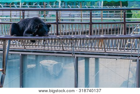 Asiatic Black Bear Laying On Metal Climbing Structure On Hot Afternoon At Local Zoo.