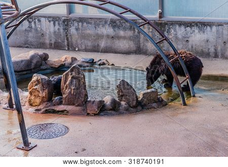 Asiatic Black Bear Drinking From Pool Of Water In Cage At Local Zoo.