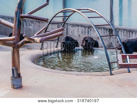 Asiatic Black Bears Drinking From Pool Of Water In Cage At Local Zoo.