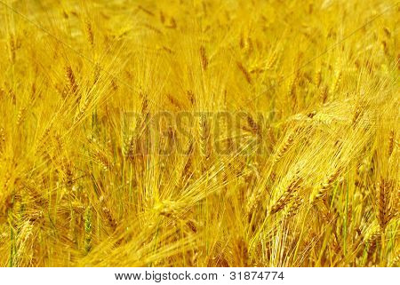 ein Weizen wird im Feld