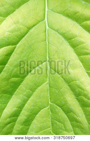 Close Up Fresh Green Pisonia Grandis Texture