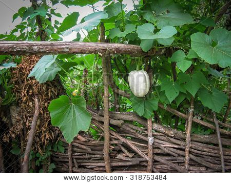 Butternut Pumpkin Or Butternut Squash Or Gramma Winter Squash On Branch In Local Garden At Summer Da