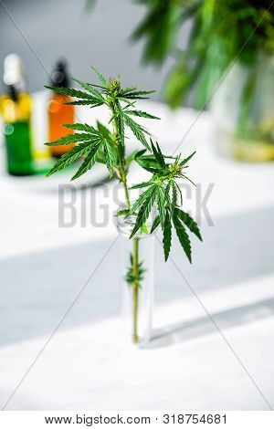 Cannabis Leaf And Bush In Vitro. Cannabis Cultivation Concept For Oil, Medical Purposes.