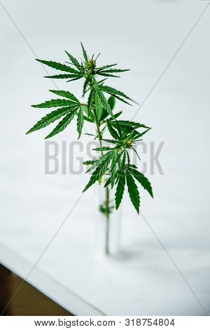 Cannabis Leaf And Bush In Vitro. Cannabis Cultivation Concept For Oil, Medical Purposes.