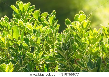 Green Leaves With White Edges Lit By The Setting Sun. Green Leaves Background.