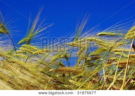 Gelbe Ohren auf dem Feld