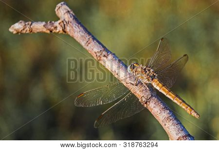 Gorgeous And Beautiful Dragonfly. Dragonfly On A Tree Branch. Dragonfly With Wings Open. Dragonfly W