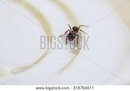 Ants At The Kitchen. Black Ant On A White Background. Messor Structor On The Plate