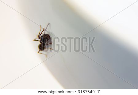 Ants At The Kitchen. Black Ant On A White Background. Messor Structor On The Plate