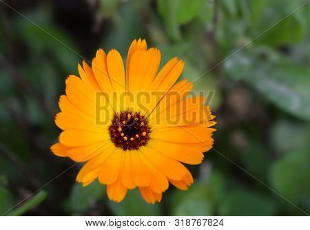 Common Marigold Is A Common Name For Several Plants In The Asteraceae Family Cultivated As Ornamenta
