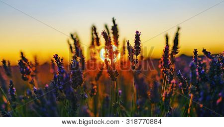 The Most Beautiful Lavanda Flowers Sunrise. Enjoy With Amazing Photo View