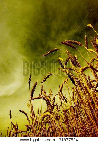 Ohren des Weizens auf Grunge hintergrund