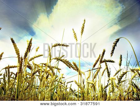 Gelbe Ohren auf dem Feld