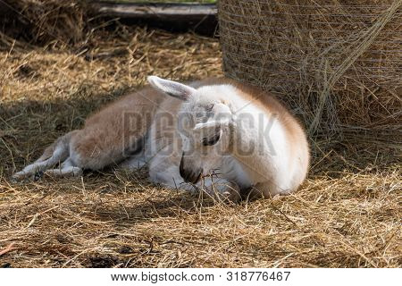 Cute Brown And White Alpaca Child On The Alpaca Farm Near Parnu Town In South Estonia.