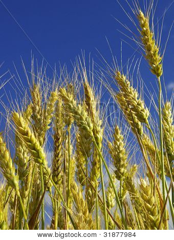 Gelbe Ohren auf dem Feld