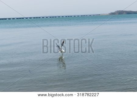 Seagull Catches Fish On The Blue Sea