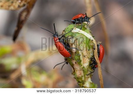 Lily Leaf Beetle (lilioceris Lilii), Vermin In The Gardens