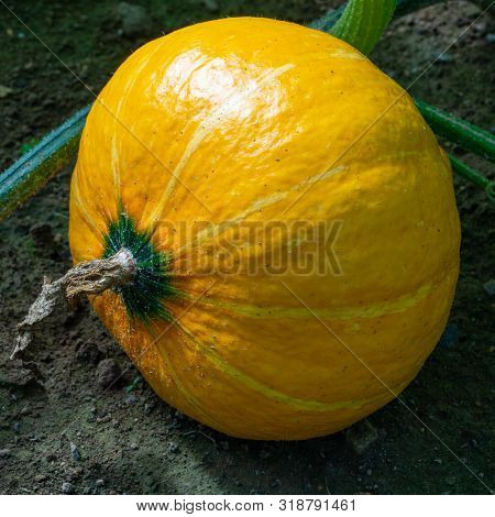 Green Food, Close Up To An Uchiki Kuri Pumpkin, Ready To Harvest