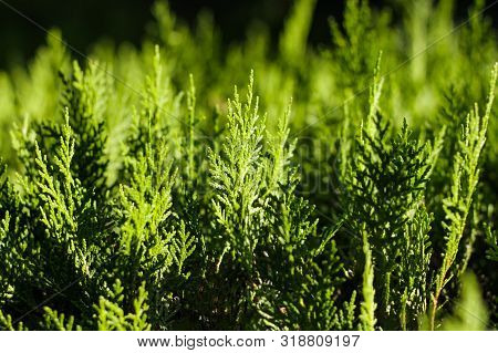 Background Of Green Cypress Foliage. Sprigs Of Cypress Close-up. Green Branches Of Cypress And Black