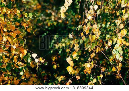 Autumn Leaves Of Birch Tree Close-up. Fall Natural Background Of Yellow Orange Green Foliage. Scenic