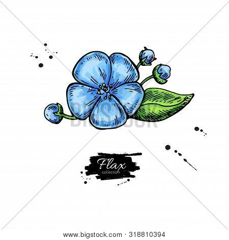 Flax Flower Vector Superfood Drawing. Isolated Hand Drawn Illustration