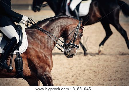 Equestrian Sport. Portrait Sports Brown Stallion In The Double Bridle.the Leg Of The Rider In The St