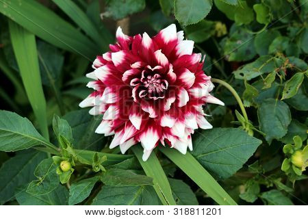 Open Blooming Dahlia Bushy Tuberous Herbaceous Perennial Plant With Large Dark Red And White Flower 