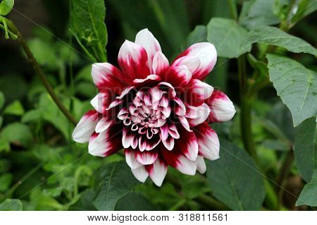 Single Open Blooming Dahlia Bushy Tuberous Herbaceous Perennial Plant With Large Dark Red And White 