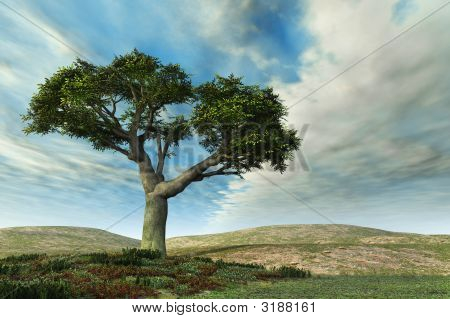 Banyan Tree krajina