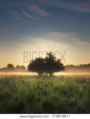 August 2019, Vlaardingen Warm Summer Sunrise Over Small Trees, Broekpolder,
