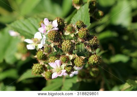 Branch Of Red Raspberry Or Rubus Idaeus Or Raspberry Or European Raspberry Perennial Plant Full Of U