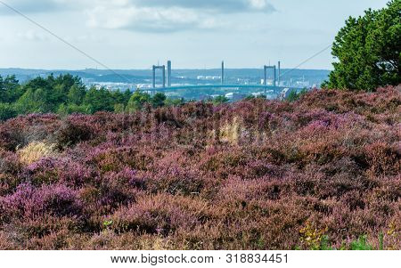 Pink And Purple Heather In The Foregroud And Gothenburg City In The Background With Famous Bridge.