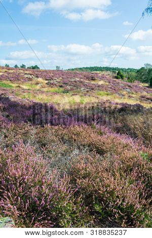 Heather Growth Matching Lavender Fileds