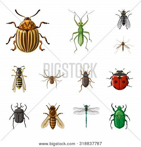 Vector Illustration Of Insect And Fly Symbol. Collection Of Insect And Element Stock Vector Illustra