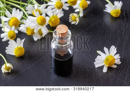 A Bottle Of Dark Blue German Chamomile Essential Oil And Fresh Flowers