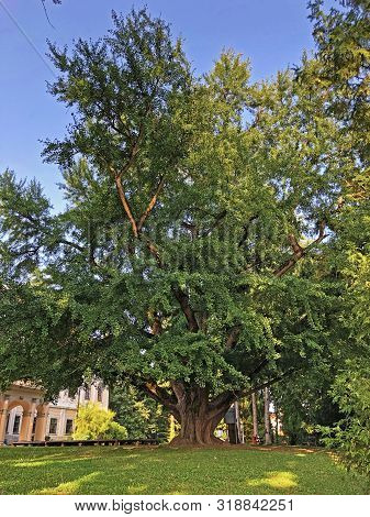 Gingko Biloba Tree In Jankovic Castle Park Or Drvo Gingko Biloba U Perivoju Dvorca Jankovic - Daruva