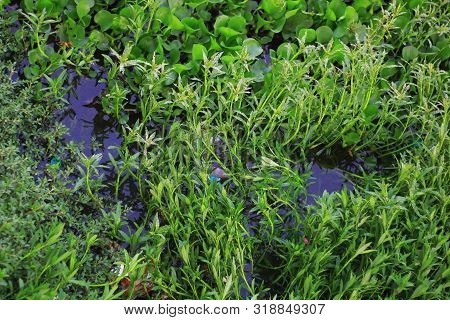 Green Water Bush Are In A Lake Water