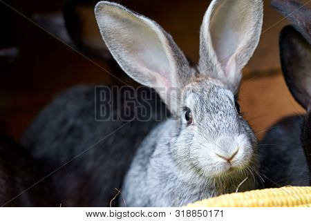 Gray And Black Bunny Rabbits Eating Ear Of Corn, Close Up