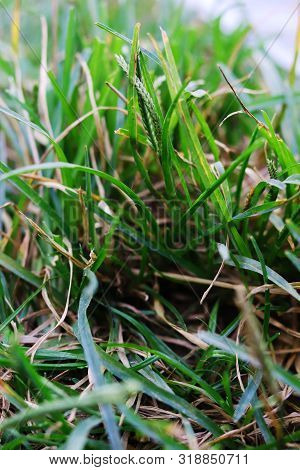Green Beautiful Natural Grass Into The Field